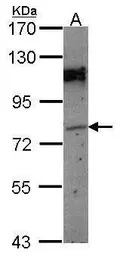 GPIP137 antibody [C1C3]