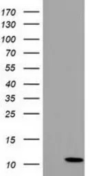 COX6B2 antibody [1F5]