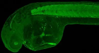 GRP1 antibody [N3C3]