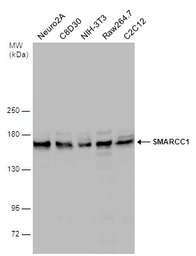 SMARCC1 antibody [C2C3], C-ter