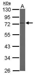 EEF1D antibody [N1C3]