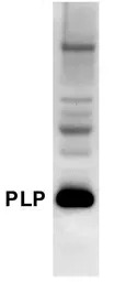 Myelin PLP antibody
