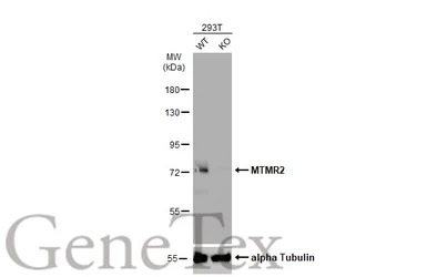 MTMR2 antibody [C1C3]
