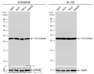 14-3-3 theta antibody
