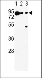 TRP2 antibody, N-term