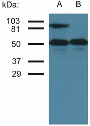 ICAM1 / CD54 antibody [MEM-111