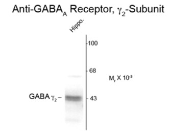 GABA A Receptor gamma 2 antibo
