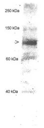 ChREBP antibody