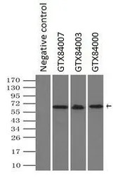 NRBP1 antibody [7E2]