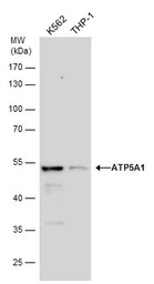 ATP5A1 antibody [C2C3], C-term