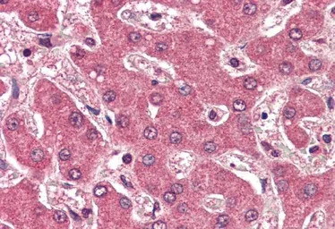 Apolipoprotein B antibody, Int