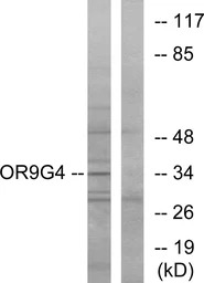 OR9G4 antibody