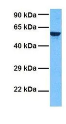 C22ORF28 antibody, N-term