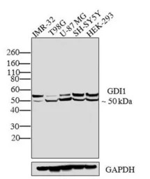 GDI1 antibody