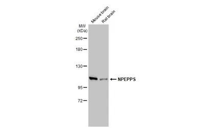 NPEPPS antibody [N3C2-2], Inte