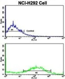 Calponin 1 antibody, N-term