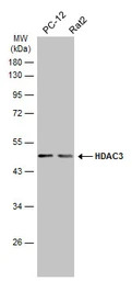 HDAC3 antibody