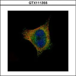 SCYL1 antibody [N3C2], Interna