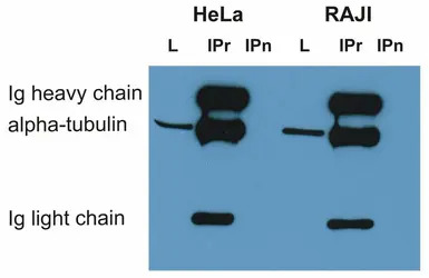 alpha Tubulin antibody [TU-01]