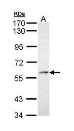PRP19 antibody