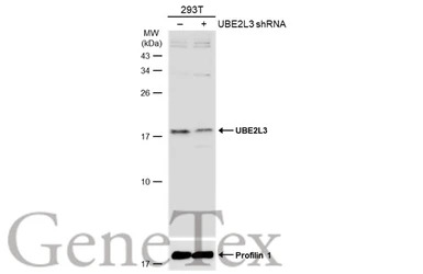 UBE2L3 antibody [N1C3]