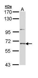 STEP / PTPN5 antibody [C1C3]