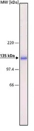 pan Cadherin antibody [CH-19]