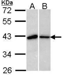BUB3 antibody [N1C1]