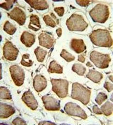 CKIP1 antibody, N-term
