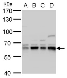Copine 1 antibody [N3C3]