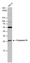 Caspase 14 antibody