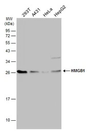 HMGB1 antibody