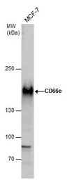 CD66e antibody