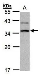 XRCC2 antibody [N1N3]
