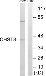 CHST8 antibody