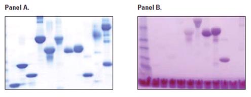 糖蛋白染色试剂盒