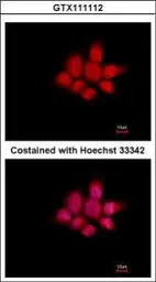 NCK1 antibody