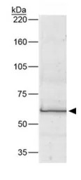 Bestrophin antibody [E6-6]