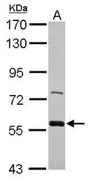 ZWILCH antibody [C1C3]