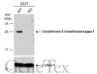 Glutathione S-transferase kapp