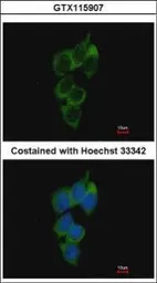 NRBP1 antibody [N1C1]