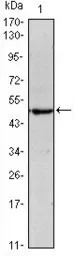 Oct4 antibody [7E7]