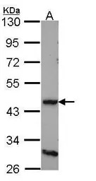 Dopamine Receptor D4 antibody 