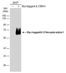 IL13 Receptor alpha 1 antibody
