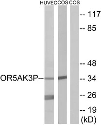 OR5AK3P antibody