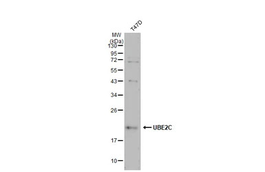 UBE2C antibody [N1C3]