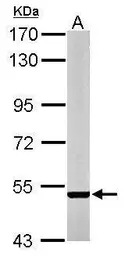 STEP / PTPN5 antibody [C1C3]