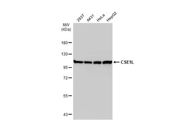 CSE1L antibody