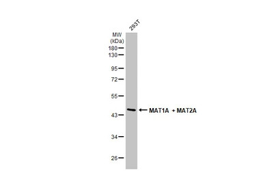 MAT1A + MAT2A antibody [N1C2]