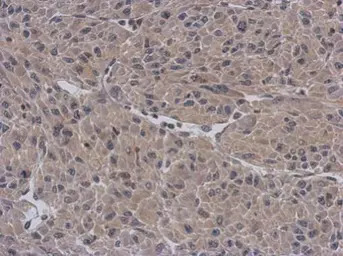 APBB3 antibody [N3C3]